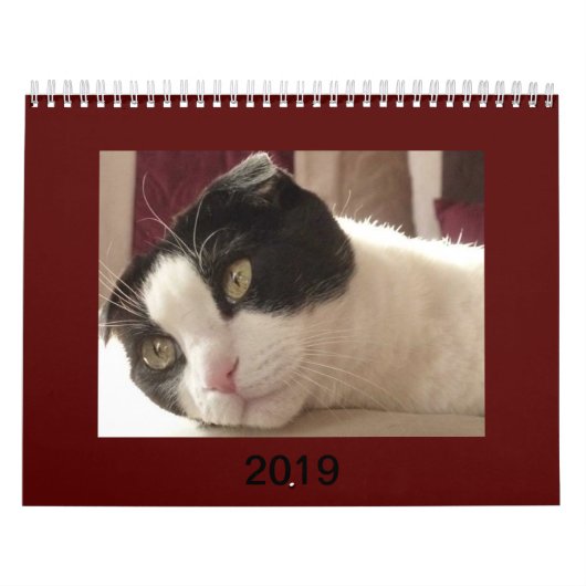 2019 Katzen-Kalender - Scottish-Falte Kalender (Titelbild)