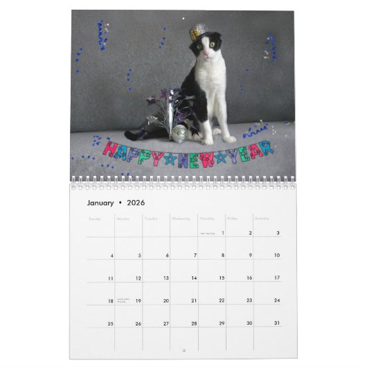 2019 Katzen-Kalender - Scottish-Falte Kalender (Jan 2026)