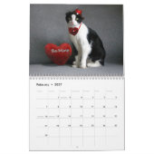 2019 Katzen-Kalender - Scottish-Falte Kalender (Feb 2027)