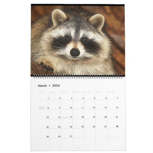 201 Raccoons of Wild Blue Yonder Wildlife Rescue C Kalender (Mär 2026)