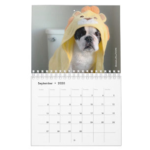 2020 Französischer Bulldog-Kalender - Cooper the  Kalender