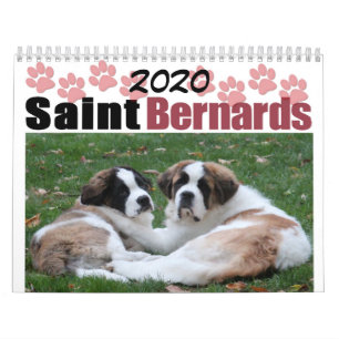 2020 Niedlich Hunde Breed Saint Bernard Puppy Kalender