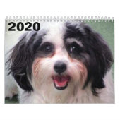 2020 niedlicher Kalender K-Cee Zuchon Hunde (Titelbild)