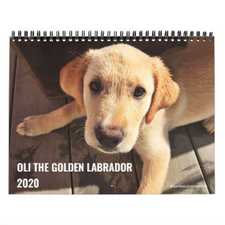 2020 Oli the Golden Labrador Kalender
