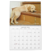 2020 Oli the Golden Labrador Puppy Kalender (Jan 2026)