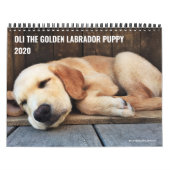 2020 Oli the Golden Labrador Puppy Kalender (Titelbild)