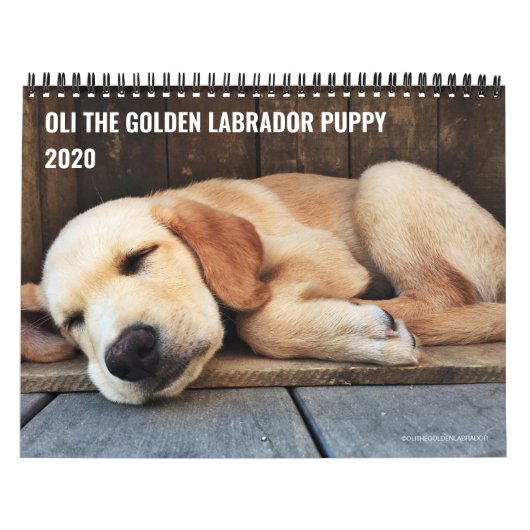 2020 Oli the Golden Labrador Puppy Kalender (Titelbild)