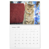 2020 Violetville Pet Calendar ~ Cat Edition Kalender (Jan 2027)