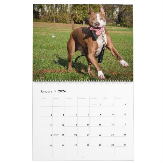 2020 Violetville Pet Calendar ~ Zoomies Edition Kalender (Jan 2026)