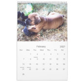 2021 Beautiful Boxer Dog Kalender (Feb 2027)
