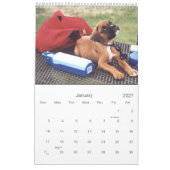 2021 Beautiful Boxer Dog Kalender (Jan 2027)