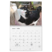 2021 Cat Wall Calendar, Life of Sly Pie Kalender (Mär 2026)