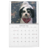 2021 K-Cee II Zuchon Dog Kalender (Feb 2026)