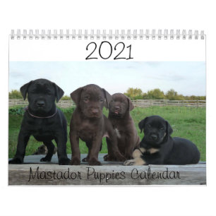 2021 Mastador Puppies-Kalender Kalender