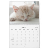 2021 Süssen Katzen und Kätzchen Kalender (Mär 2027)