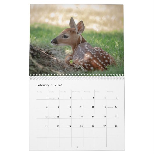 2021 Tierkalender (Weißschwanz-Hirsche) Kalender (Feb 2026)