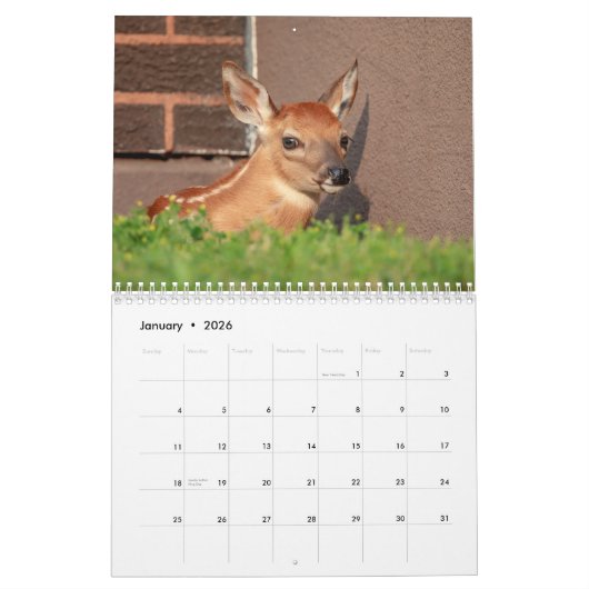 2021 Tierkalender (Weißschwanz-Hirsche) Kalender (Jan 2026)