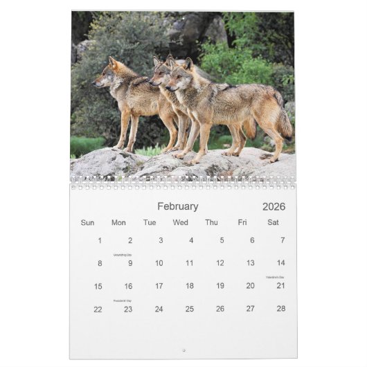 2021 Wolves 2 Wildlife Fotografy Calendar Kalender (Feb 2026)
