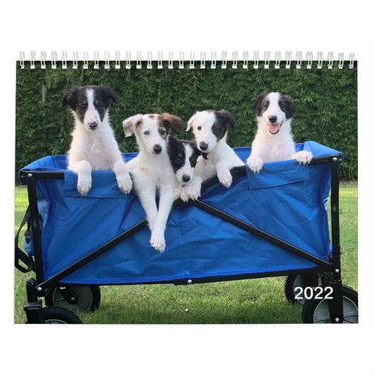 2022 Silken Windhunde (Welpen) Kalender (Titelbild)