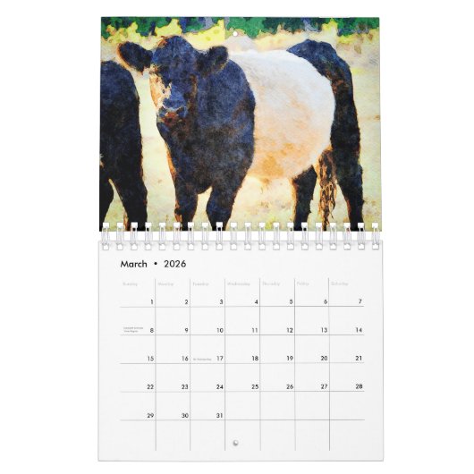 2023 Belted Galloway Beltie Stripe Kuh Rind Kalender (Mär 2026)