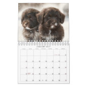 2023 Chocolate Havanese Puppy Calendar von HavaHug Kalender (Jan 2027)