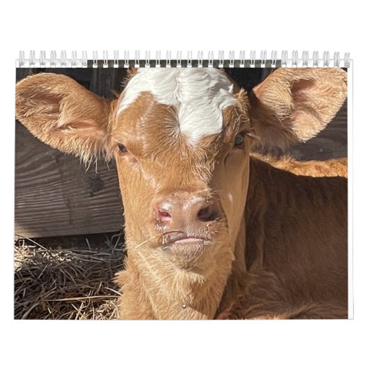 2023 Cow Calendar Kalender (Titelbild)