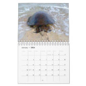 2023 Hawaiian Honu Green Sea Turtles Calendar Kalender (Jan 2026)