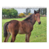 2023 Kalender Durcheinander gezüchtete Mares and F (Titelbild)