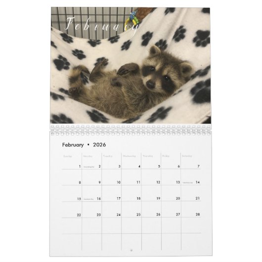 2023 Kalender Raccoons of Gordon Wildlife (Feb 2026)