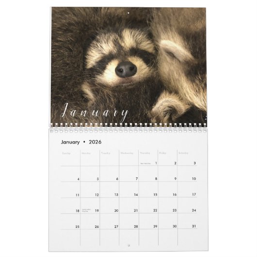 2023 Kalender Raccoons of Gordon Wildlife (Jan 2026)