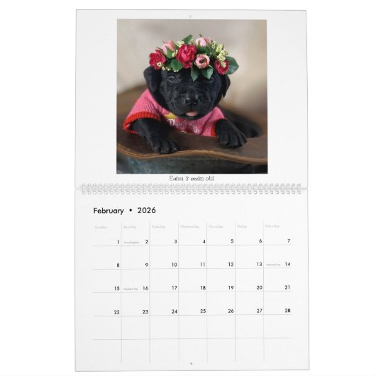 2023 Welpenkalender von Mastador Kalender (Feb 2026)