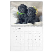 2023 Welpenkalender von Mastador Kalender (Jan 2026)