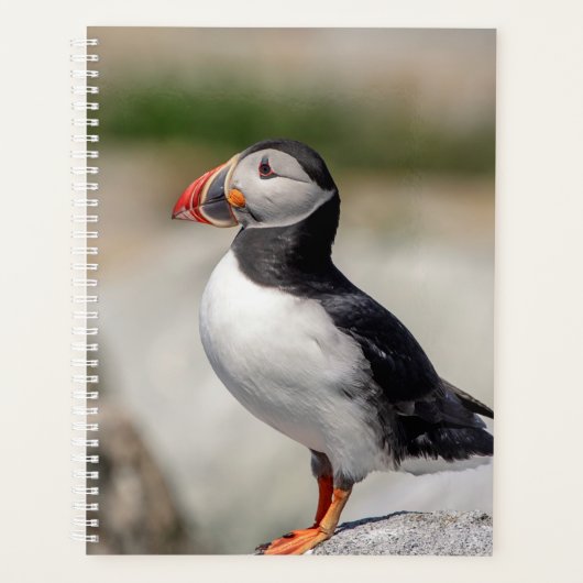 2024 Atlantic Puffin in Maine Planer (Vorderseite)