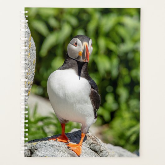 2024 Atlantic Puffin in Maine Planer (Vorderseite)