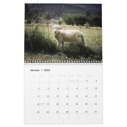 2024 Baby Sheep Lamb Kalender (Jan 2026)