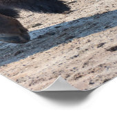 2024 - "Buffalo" Poster (Ecke)