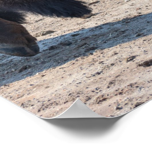 2024 - "Buffalo" Poster (Ecke)