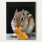 2024 Chipmunk in den Adirondacks Planer (Rückseite)