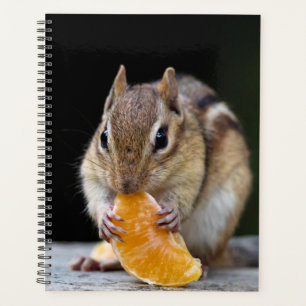 2024 Chipmunk in den Adirondacks Planer
