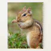 2024 Chipmunk in den Adirondacks Planer (Rückseite)