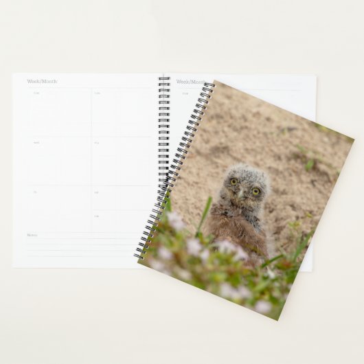 2024 Junge Burrowing Owl Planer (Anzeige)