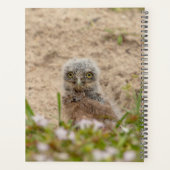 2024 Junge Burrowing Owl Planer (Rückseite)