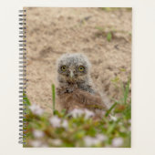 2024 Junge Burrowing Owl Planer (Vorderseite)