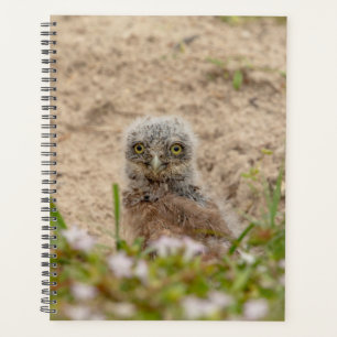 2024 Junge Burrowing Owl Planer