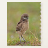 2024 Junge Burrowing Owl Planer (Rückseite)