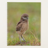 2024 Junge Burrowing Owl Planer (Vorderseite)