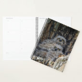 2024 Junge Großhornschale Planer (Anzeige)