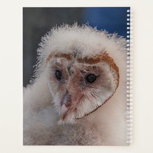 2024 Junge Scheunenschale Planer (Rückseite)