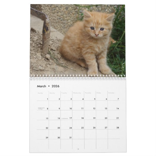 2024 Liebliche orangefarbene Katzen Kalender (Mär 2026)
