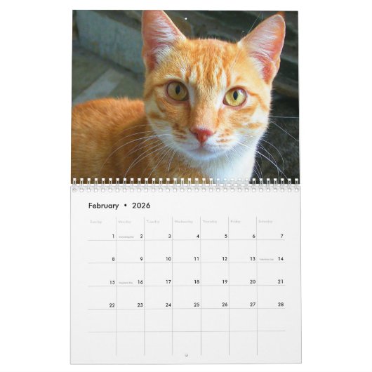 2024 Liebliche orangefarbene Katzen Kalender (Feb 2026)